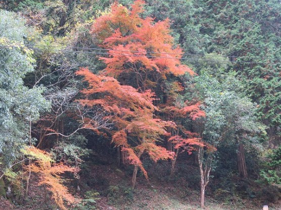 紅葉狩りへ！関連画像