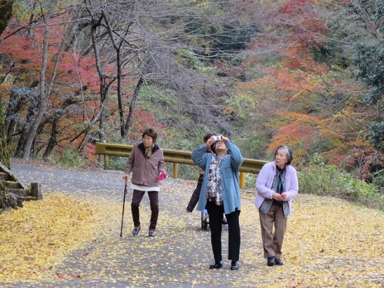 紅葉狩りへ！関連画像