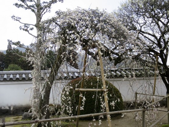 吉香公園へ梅を見にいきました。関連画像