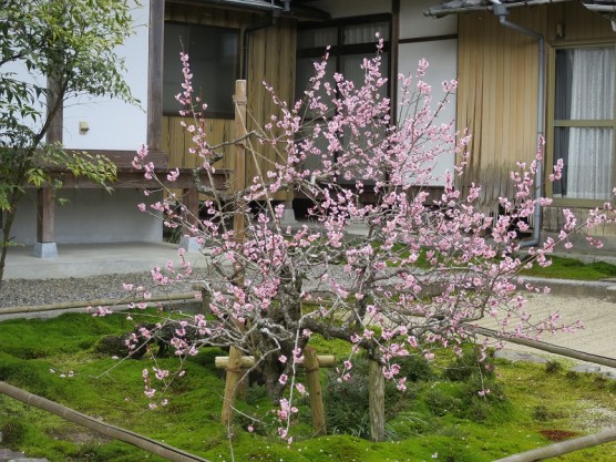 吉香公園へ梅を見にいきました。関連画像