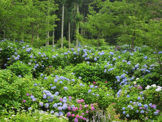 紫陽花見学ツアー関連画像