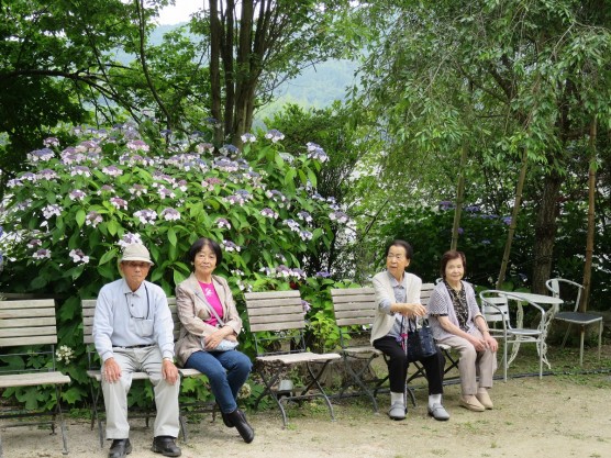 紫陽花見学ツアー関連画像