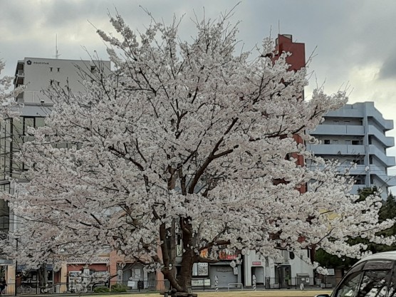 はと公園の桜関連画像